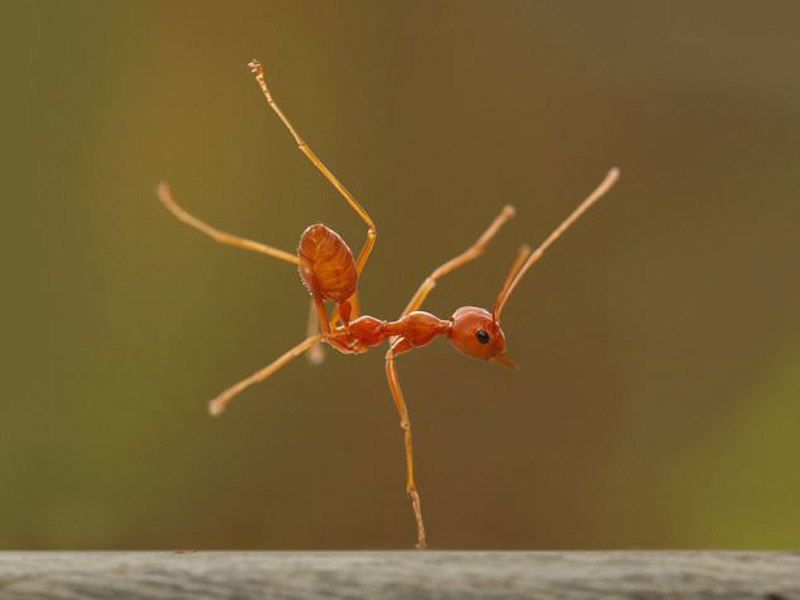 ants_dancing_on_one_foot.jpg
